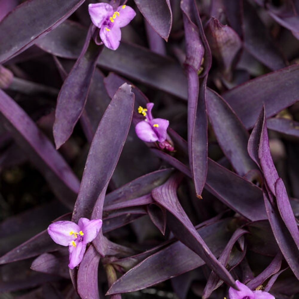Purple Queen Tradescantia -Purple Wandering Jew Cuttings